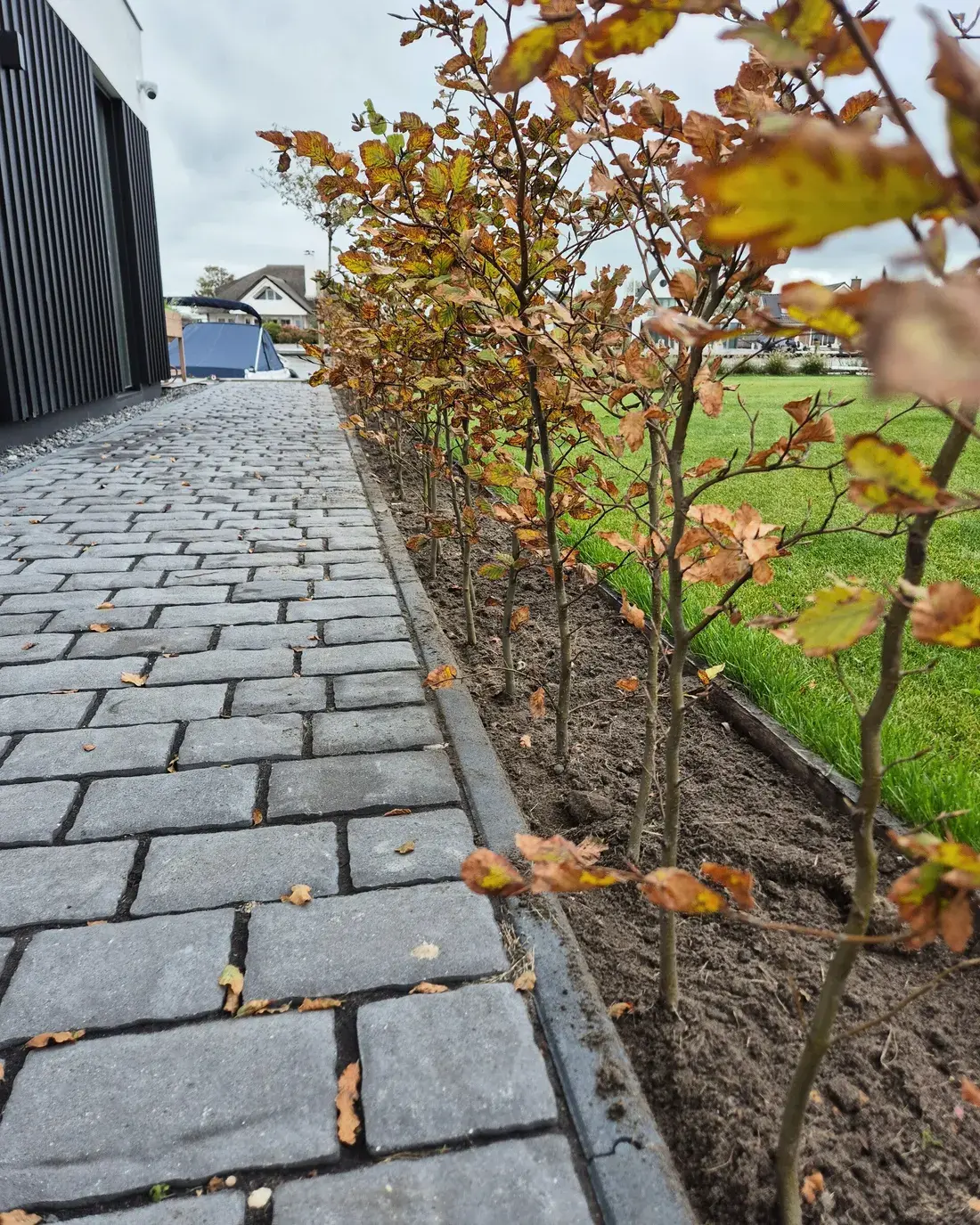 Jonge beukenhaag met herfstblad, geplant langs een oprit van kasseien