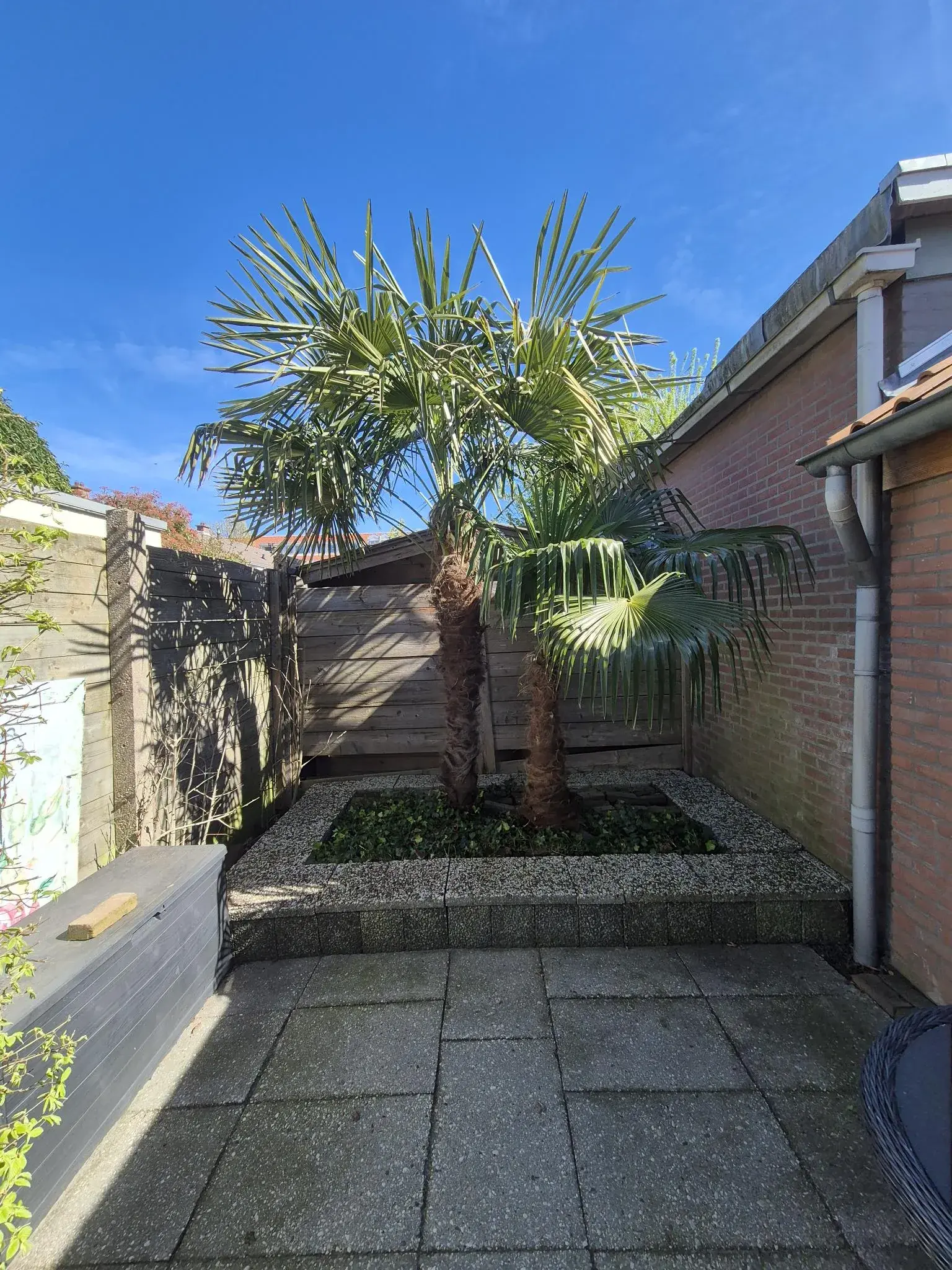 Palmboom tussen verhoogde plantvakken en een betegeld terras