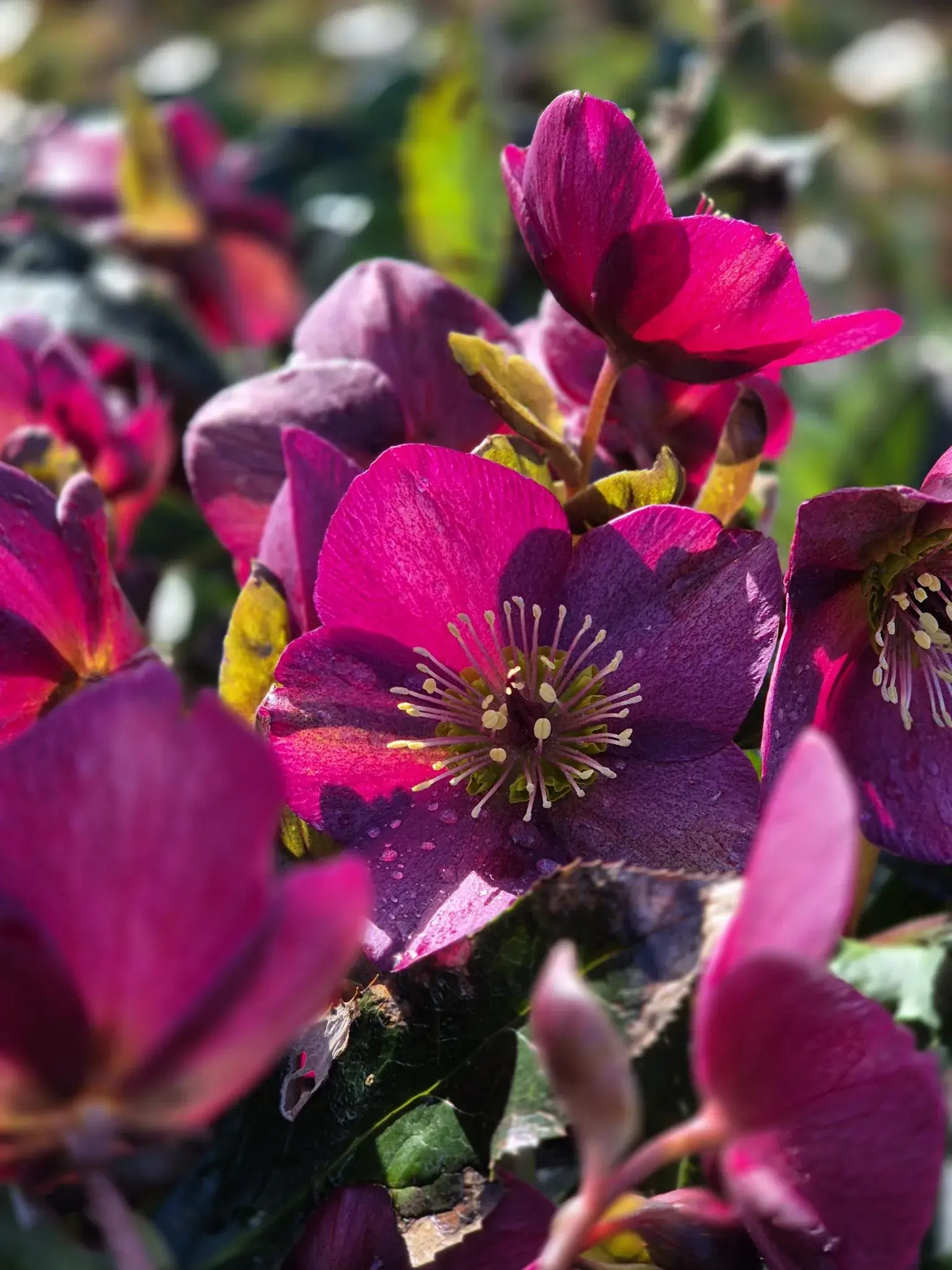 Roze kerstroos in bloei